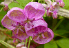 あけび Akebia quinata