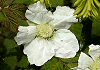 くさいちご Rubus hirsutus