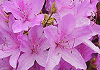 きしつつじ Rhododendron ripense