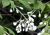 みつばうつぎ Staphylea bumalda