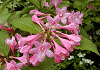たにうつぎ Weigela hortensis