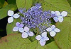 甘茶 Hydrangea serrata