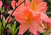 れんげつつじ Rhododendron japonicum