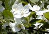 ずみ Malus sieboldii