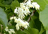 あさがら Pterostyrax corymbosus