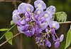 やまふじ Wisteria brachybotrys