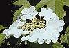 かんぼく Viburnum sargentii