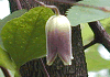 はんしょうづる Clematis japonica
