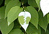 またたび Actinidia polygama