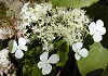 つるあじさい Hydrangea petiolaris