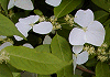 がくうつぎ Hydrangea scandens