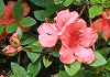 やまつつじ Rhododendron kaempferi