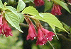 やぶうつぎ Weigela floribunda