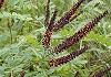くろばなえんじゅ Amorpha fruticosa
