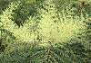 たらのき Aralia elata