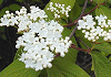 こばのがまずみ Viburnum erosum