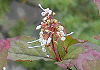 ほつつじ Tripetaleia paniculata