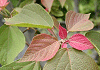 あかめがしわ Mallotus japonicus