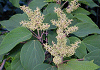 あかめがしわ Mallotus japonicus