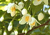 えごのき Styrax japonicus
