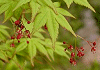 いろはもみじ Acer palmatum