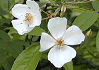 やまいばら Rosa sambucina