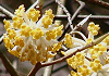 みつまた Edgeworthia chrysantha