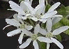 采振り木 Amelanchier asiatica