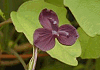 みつばあけび Akebia trifoliata