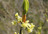 白文字 Parabenzoin sericea
