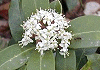 深山しきみ Skimmia japonica