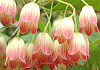 さらさどうだん Enkianthus campanulatus