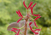 鬼胡桃 Juglans mandshurica