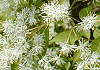 丸葉青だも Fraxinus sieboldiana