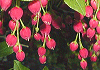 紅どうだん Enkianthus cernuus