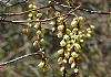 きぶし Stachyurus praecox