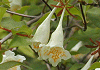 衝羽根空木 Abelia spathulata