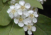 鎌柄 Pourthiaea villosa