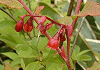 臼の木 Vaccinium hirtum