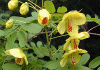 蛇結茨 Caesalpinia decapetala