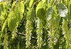 沢柴 Carpinus cordata