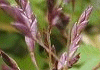 粽笹 Sasa palmata