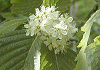 裏白の木 Sorbus japonica