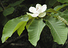 朴の木 Magnolia obovata