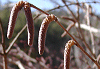 はしばみ Corylus heterophylla