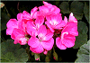 ゼラニウム pelargonium zonale