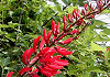 さんごしとう Erythrina bidwillii
