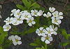 ゆきやなぎ Thunberg spirea