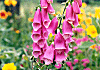 ジギタリス Digitalis purpurea, Foxglove