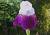 ジャーマンアイリス Iris germanica